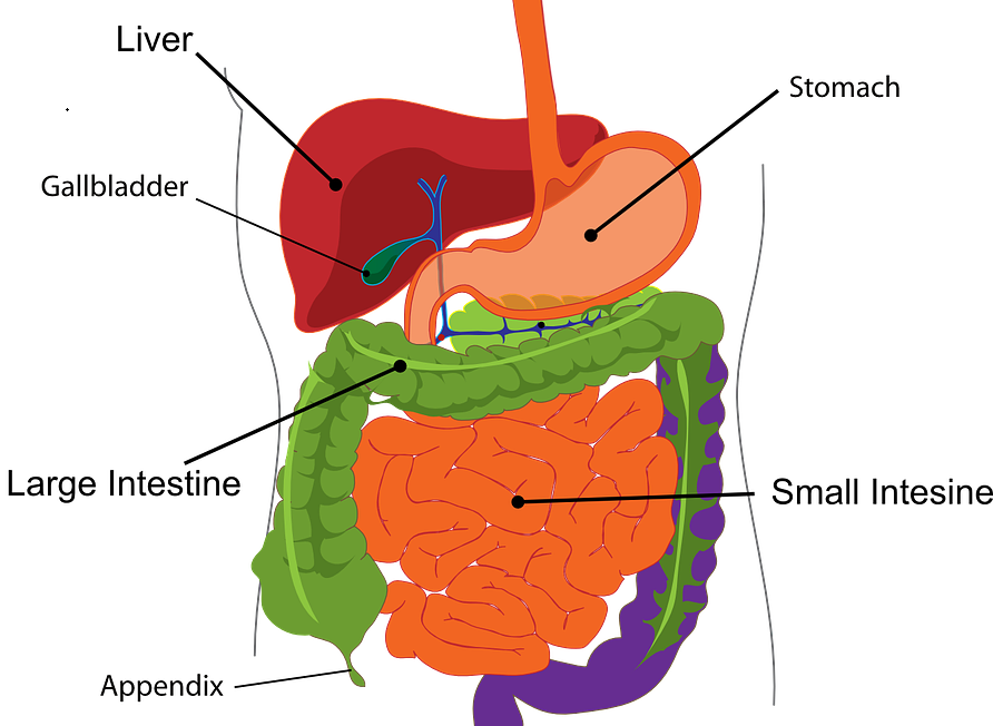 Gallbladder: Location, Anatomy, Function